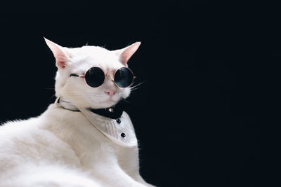 Close-up of cat looking away against black background