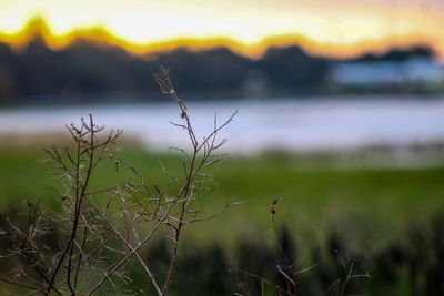 Close-up of plants against sky during sunset