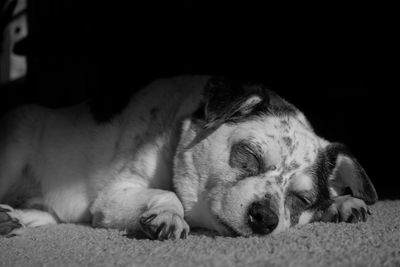 Close-up of dog sleeping