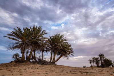 Palm trees on beach against sky