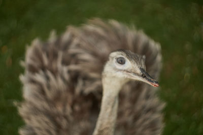 Close-up of a bird