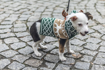 Low section of dog standing on sidewalk