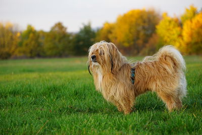 Dog running on grassy field