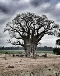 Bare tree on field against sky