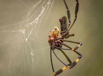 Spider preparing your food
