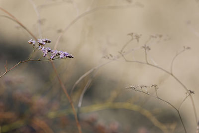 Close-up of wilted plant