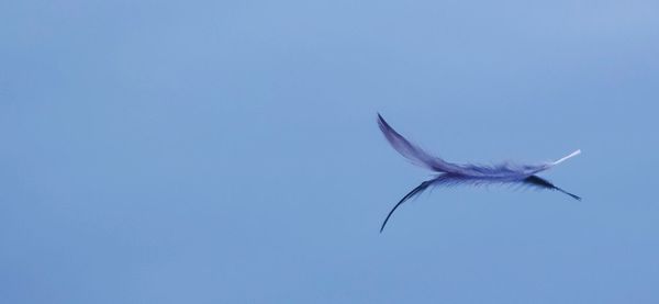 Close-up of bird flying against clear blue sky