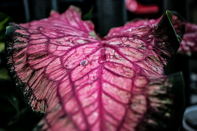 Close-up of raindrops on pink flower