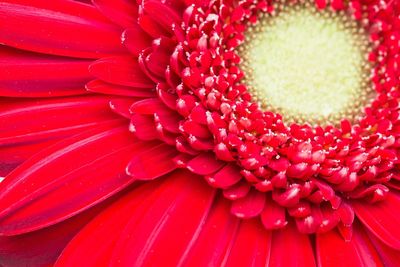 Full frame shot of red flower
