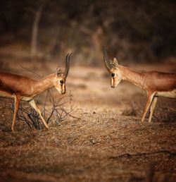 Deer in a field