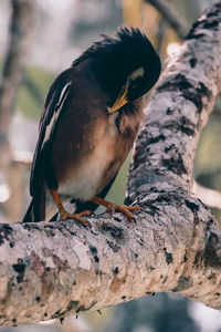 Close-up of bird perching on tree