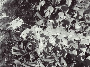 Close-up of plants during autumn