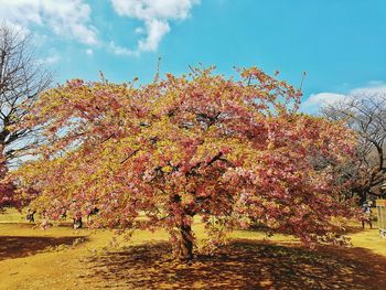Close-up of tree against sky