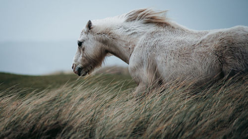 Side view of horse on field