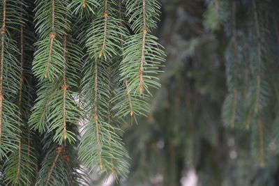 Close-up of leaves on tree trunk