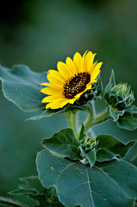 Close-up of yellow flowers