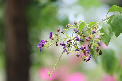 Close-up of pink flowering plant