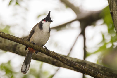 Close-up of bird perching on branch