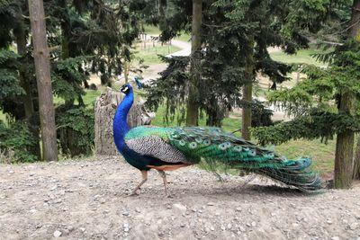 Peacock on a tree