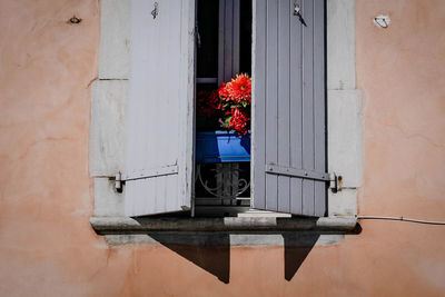 Potted plant on window of building