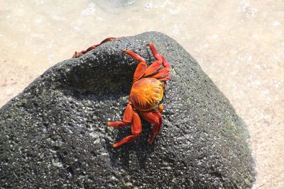 Crabs on stone at beach
