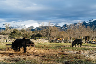 Cattle grazing against snowcapped mountains