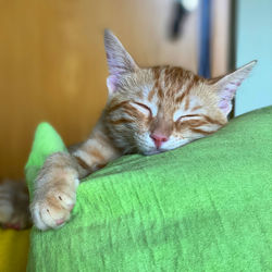 Close-up of a sleeping cat