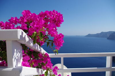 Close-up of bougainvillea by sea against clear blue sky