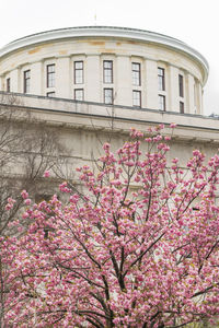 Low angle view of pink flowering tree by building against sky