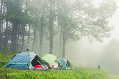 Tent on field by trees in forest