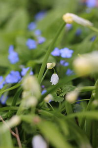 Close-up of flowers