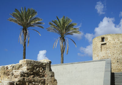 Low angle view of palm tree against blue sky