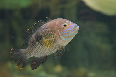 Close-up of fish swimming in aquarium