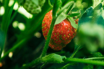 Close-up of strawberry growing on plant