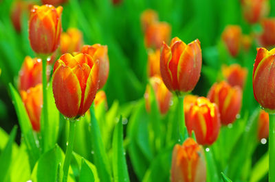 Close-up of red tulips
