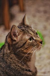 Close-up of a cat looking away