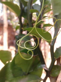 Close-up of fresh green leaves