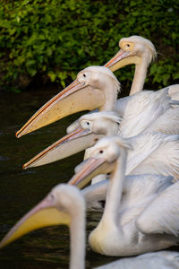 Close-up of pelican