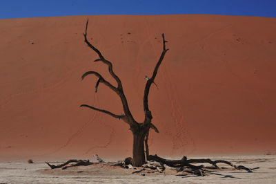 Close-up of dead tree on desert against clear sky