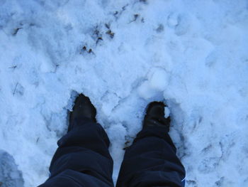 Low section of person standing on snow covered tree