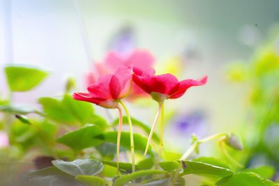 Close-up of pink flowering plant