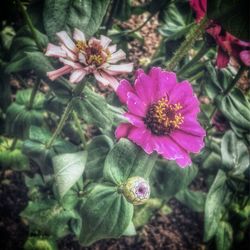 Close-up of pink flowers