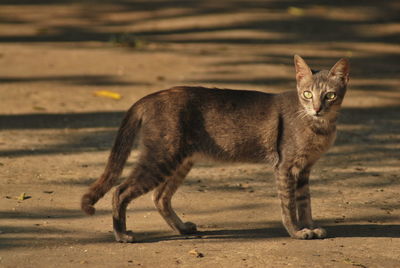 Portrait of a cat standing on field