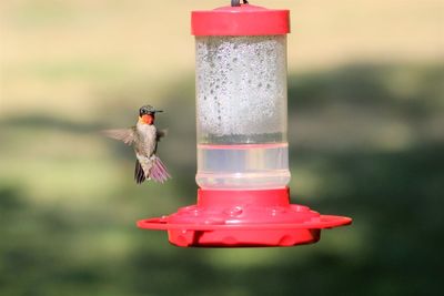  ruby throated hummingbird 