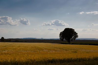 Scenic view of agricultural field against sky