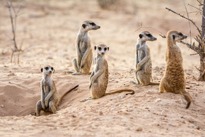 Group of meerkats on sand