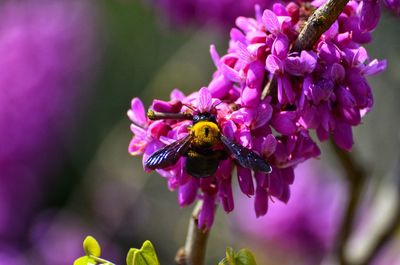 Close-up of bee pollinating on purple flower