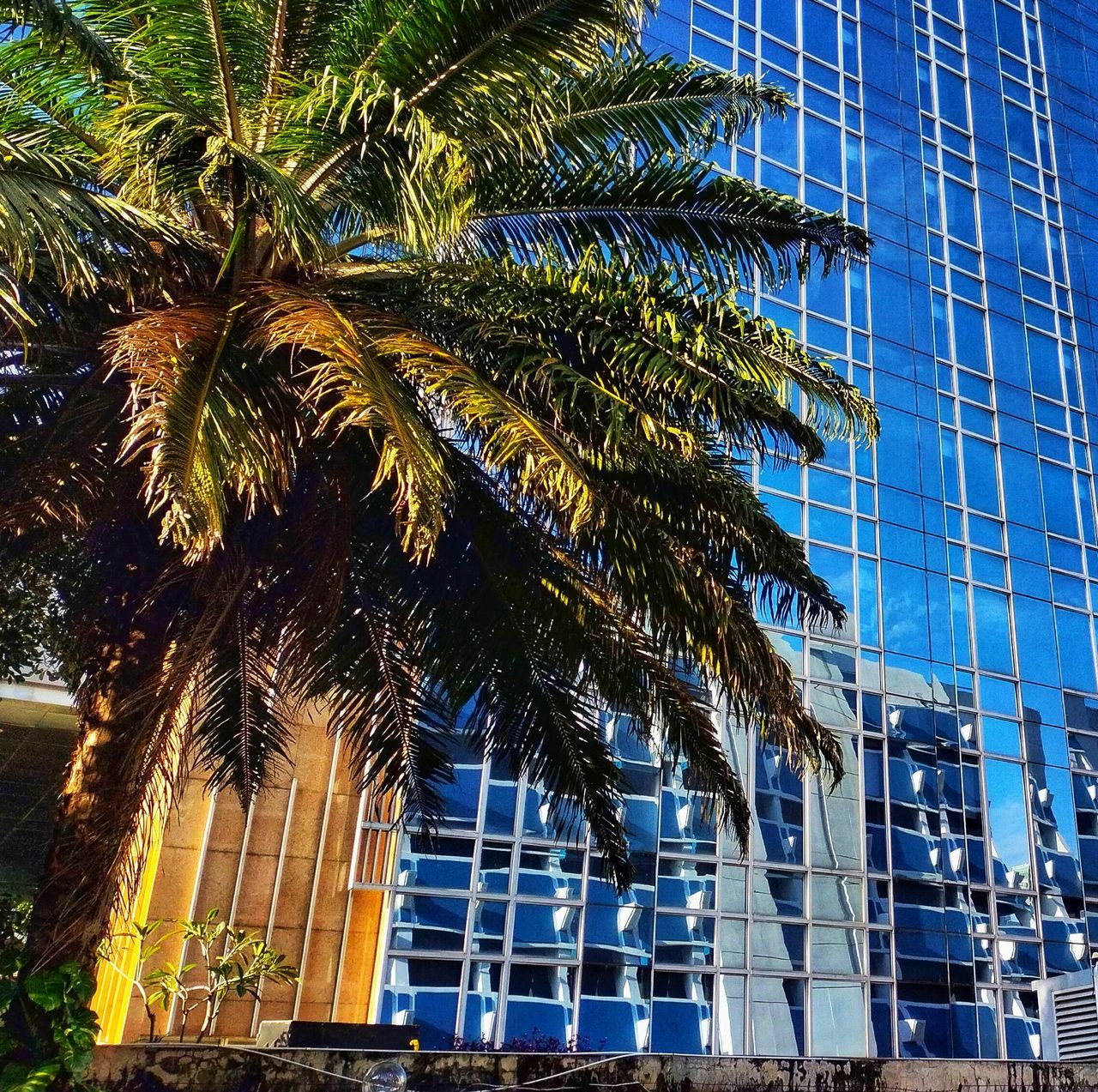 palm tree, tree, tropical climate, architecture, built structure, building exterior, plant, nature, urban area, building, city, low angle view, skyscraper, office building exterior, growth, no people, day, sky, outdoors, landmark, office, sunlight, travel destinations, downtown, blue