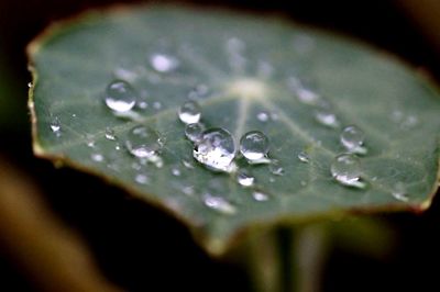 Close-up of raindrops on leaf