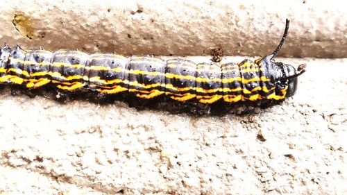 Close-up of yellow insect